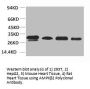 PRKAB2 Antibody