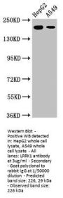 LRRK1 Antibody