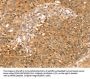 SOX11 Antibody