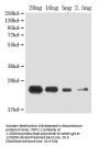 PDF2.2 Antibody