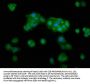 TKFC Antibody