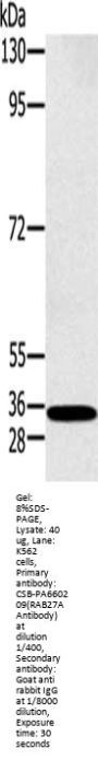 RAB27A Antibody