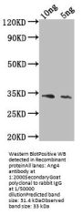 Ang4 Antibody