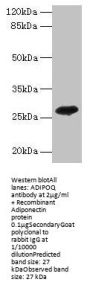ADIPOQ Antibody