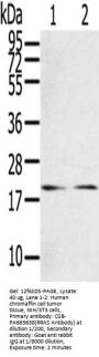 RRAS Antibody