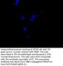 ITPRIPL2 Antibody