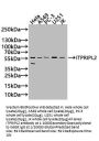 ITPRIPL2 Antibody