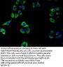 ITPRIPL2 Antibody