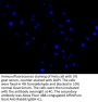 ITPRIPL2 Antibody