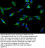 ITPRIPL2 Antibody