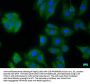 PLA2G4E Antibody