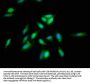 SREBF2 Antibody