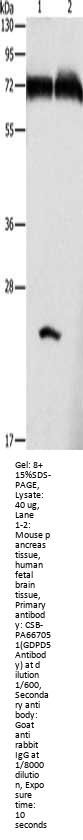 GDPD5 Antibody