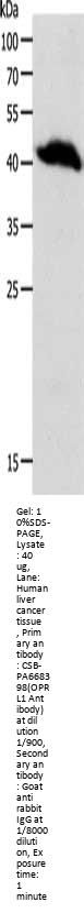 OPRL1 Antibody