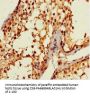 ANKDD1A Antibody