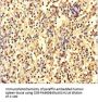 ANKDD1A Antibody