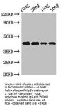 Pollen allergen Phl p 5b Antibody