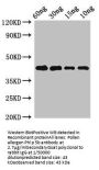Pollen allergen Phl p 5b Antibody