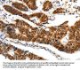 SP1 Antibody