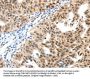 SP1 Antibody