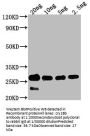 cry1Bb Antibody