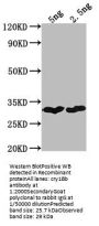 cry1Bb Antibody
