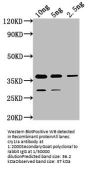 cry1Ia Antibody