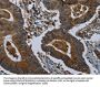 GLUL Antibody