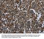 GLUL Antibody