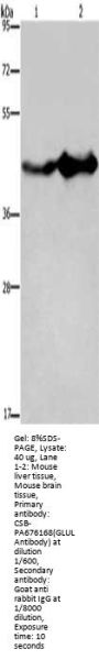 GLUL Antibody