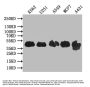 VPS26B Antibody