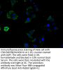 VPS26B Antibody