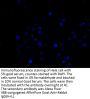 VPS26B Antibody