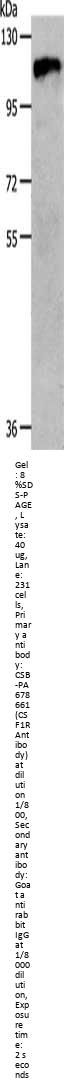 CSF1R Antibody