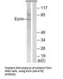 EZR (Ab-478) Antibody