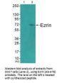 EZR (Ab-478) Antibody