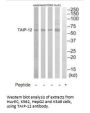 CSRNP2 Antibody
