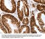 Map2 Antibody