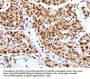 Map2 Antibody