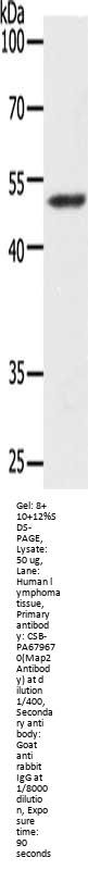 Map2 Antibody