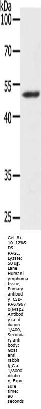 Map2 Antibody