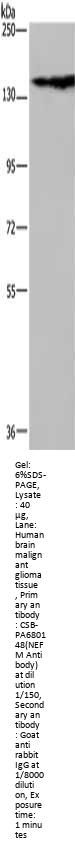 NEFM Antibody