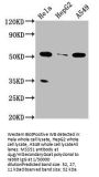 MSS51 Antibody