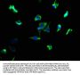 ATP6AP1L Antibody