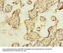 EIPR1 Antibody