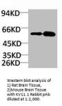 KCNV2 Antibody