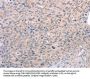 S1PR3 Antibody