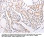S1PR3 Antibody