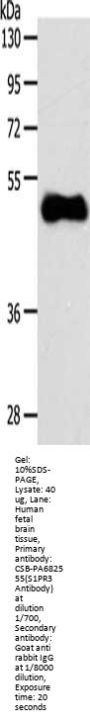 S1PR3 Antibody