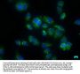 CARD16 Antibody